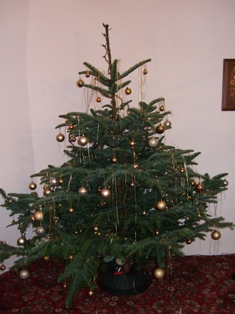 My Christmas tree (Abies procera (Noble Fir))