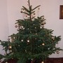 Noble_fir