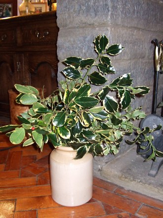 Three types of Holly from the garden (Ilex aquifolium)