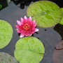 Water Lily (Nymphaea odorata (Water lily))