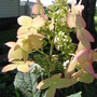 hydrangea 'Pink Diamond' (Hydrangea paniculate (Hydrangea))