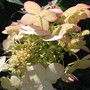 hydrangea 'Pink Diamond' (Hydrangea paniculate (Hydrangea))
