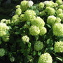 hydrangea Annabelle (Hydrangea arborescens (Hydrangea))