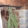 Rosemary (Rosmarinus officinalis (Rosemary))