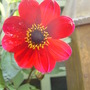 Dahlia. Bishop of Canterbury.September 13th 2008.