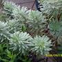 Euphorbia  "Silver Swan" (EUPHORBIA)