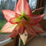 Amaryllis bloom (Hippeastrum papilio (Butterfly amaryllis))