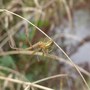 ' Jewelled ' spider.