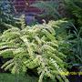 Lonicera Nitda  Baggensens Gold (L Nitda)