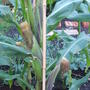 Sweetcorn - Incredible (Zea mays (Sweetcorn))