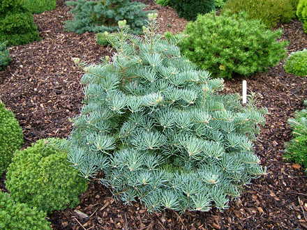 Abies concolor 'Hexe' (Abies concolor)