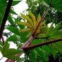 The Stalk looks like Bamboo