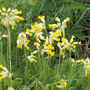 Cowslips (Primula veris (Cowslip))