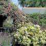 arch and bed (Choisya ternata  (Mexican orange blossom))