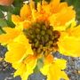 Yellow/Gold African Tulip Tree - Spathodea campanulata "aurea" (Spathodea campanulata "aurea")