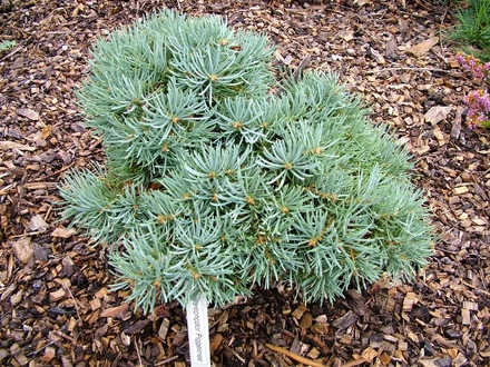 Abies concolor 'Pigelmee' (Abies concolor)