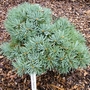 Abies concolor