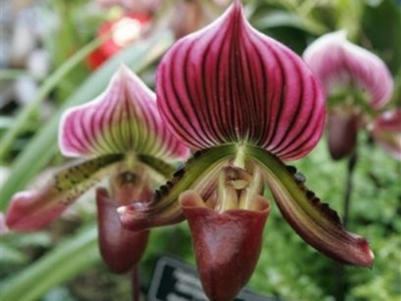 A garden flower photo
