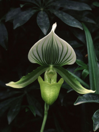 A garden flower photo