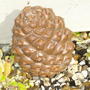 Pinus pinea   cone