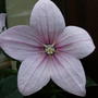 Balloon_flower