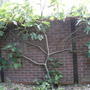 Fig_tree