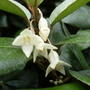 Eleagnus_ebbingeii