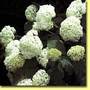 Hydrangea_annabelle