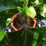 Butterfly full span