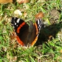 Butterfly shadows