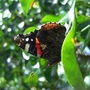 Butterfly, wings closed, side-view