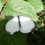 Cabbage white butterfly