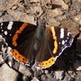 Red admiral butterfly.