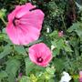 A garden flower photo (Lavatera)