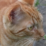 New visitor to our garden