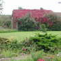 Across the stream to the top lawn. (Parthenocissus quinquefolia (Virginia creeper))