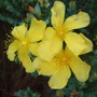 Hypericum (Hypericum olympicum)
