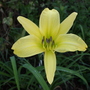 A garden flower photo (Hemerocallis)