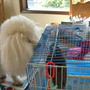 Lucy and friend Tiki