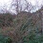 Contorted_willow
