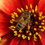 Bee on dahlia