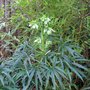 Helleborus_foetidus