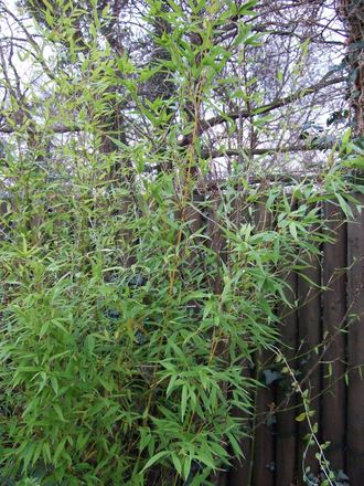 Golden Bamboo (Phyllostachys aurea (Hotei chiku))