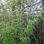 Phyllostachys_aurea