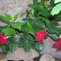 Planted yesterday in the rocky corner next to my nandina domestica