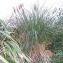 Pampas grass (Cortaderia selloana (read more here))