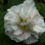 Dianthus_alan_titchmarsh