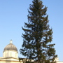 Picea abies (Norway spruce)