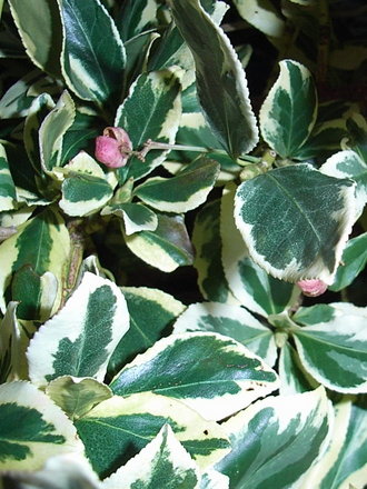 Euonymus fortunei 'Silver Queen' (Euonymus fortunei 'Silver Queen')
