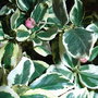 Euonymus_fortunei__silver_queen_